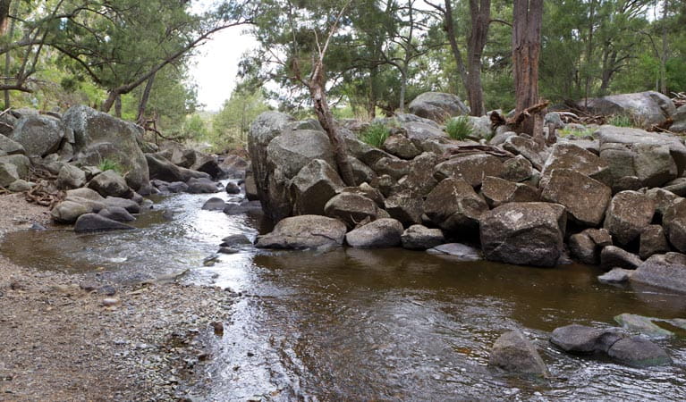 Threlfall walking track, Oxley Wild River National Park. Photo &copy; Rob Cleary