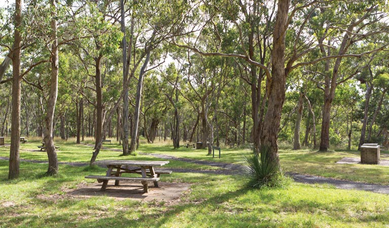 Picnic tables in the Wollomombi Gorge and Falls picnic area. Photo: Rob Cleary