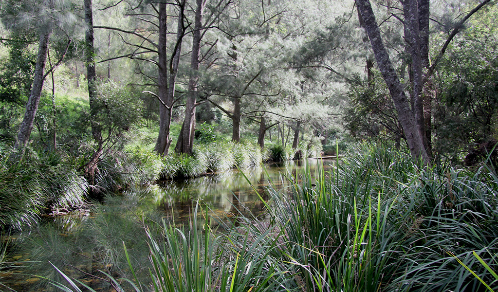 The peaceful, shallow creek beside Youdales campground is shady and protected. Credit: Natasha Webb &copy; Natasha Webb/DCCEEW