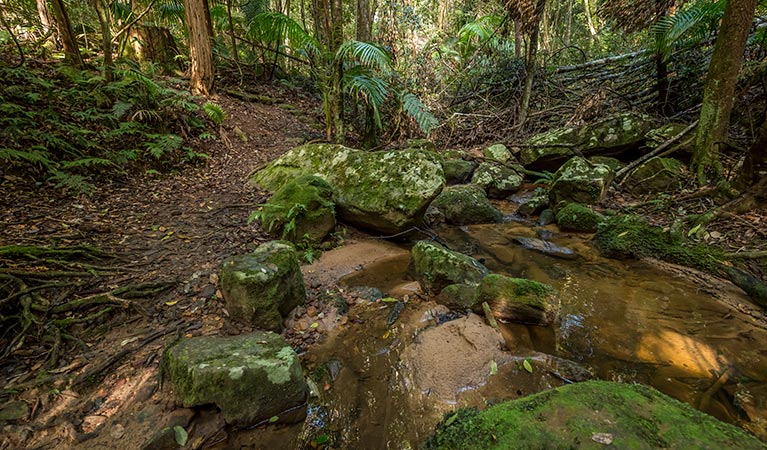 Great North walk, Palm Grove Nature Reserve. Photo: John Spencer &copy; OEH