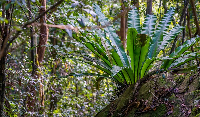 Great North walk, Palm Grove Nature Reserve. Photo: John Spencer &copy; OEH