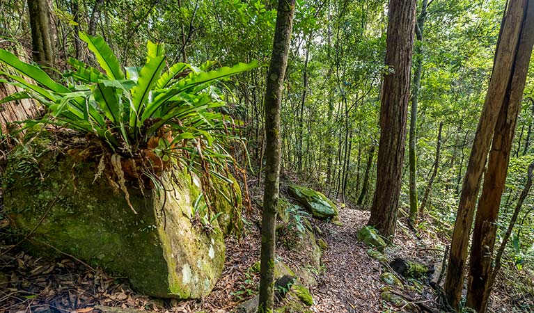 Great North walk, Palm Grove Nature Reserve. Photo: John Spencer &copy; OEH