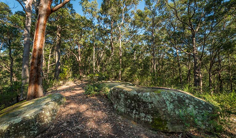 Great North walk, Palm Grove Nature Reserve. Photo: John Spencer &copy; OEH