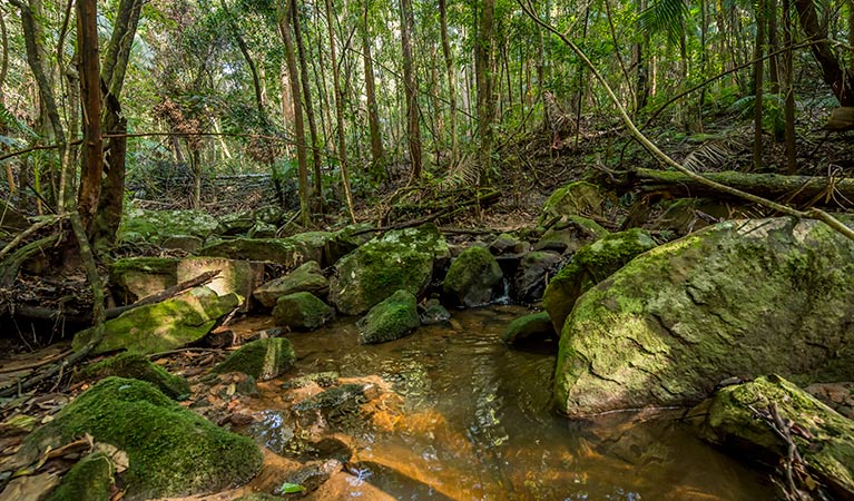 Palm Grove Nature Reserve. Photo: John Spencer &copy; DPIE