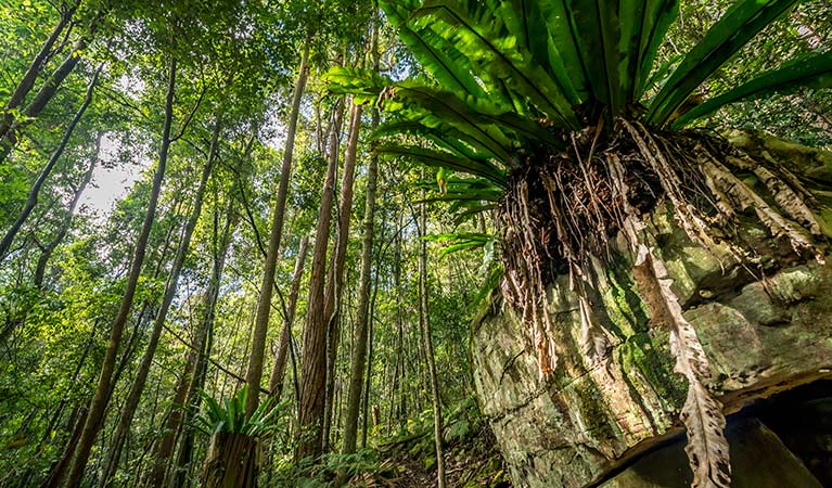 Palm Grove Nature Reserve. Photo: John Spencer &copy; DPIE