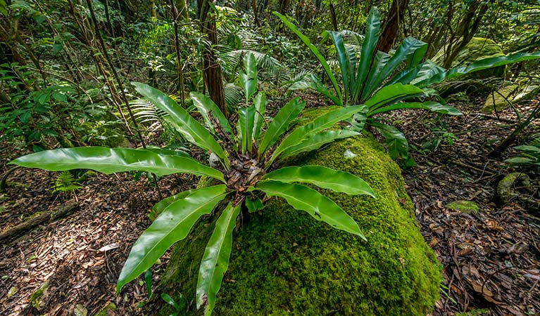 Palm Grove Nature Reserve. Photo: John Spencer &copy; DPIE