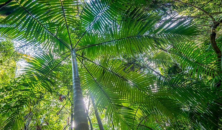 Palm Grove Nature Reserve. Photo: John Spencer &copy; DPIE