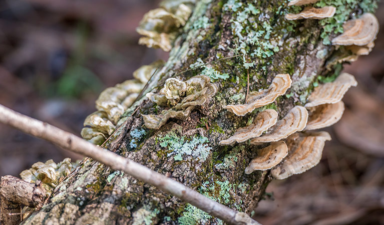 Palm Grove Nature Reserve. Photo: John Spencer &copy; DPIE