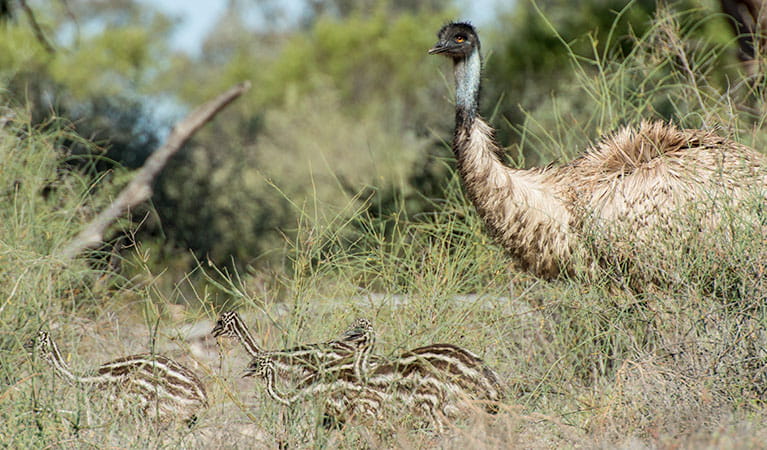 An emu and young at Coach and Horses campground, Paroo-Darling National Park. Photo: John Spencer &copy; DPIE