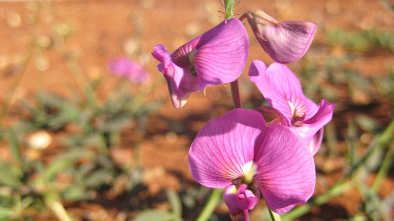 Darling pea, Paroo-Darling National Park. Photo: Julieanne Doyle &copy; DPIE