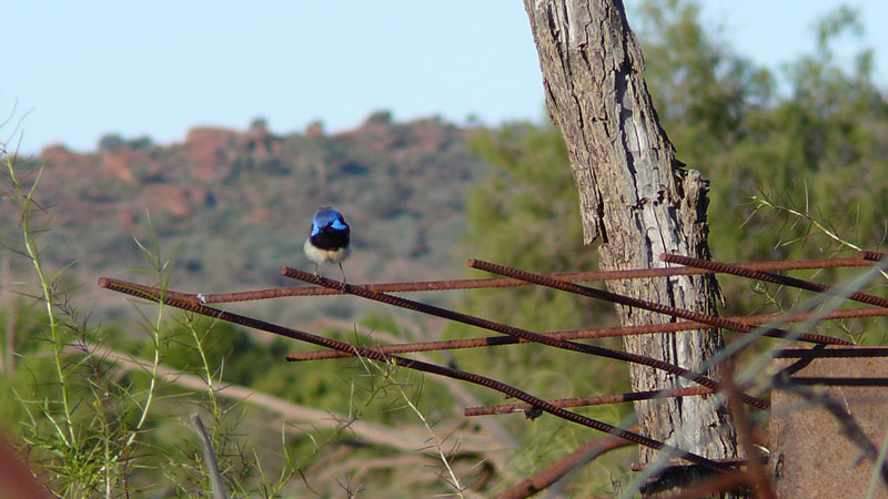 Fairy wren, Paroo-Darling National Park. Photo: Luke Doyle