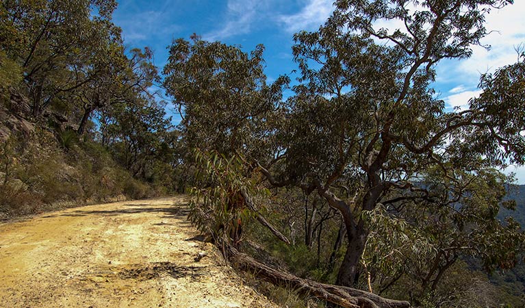 Womerah Range trail, Parr State Conservation Area. Photo: Susan Davis/NSW Government