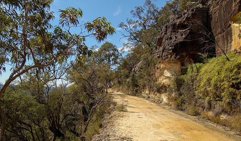 Womerah Range trail, Parr State Conservation Area. Photo: Susan Davis/NSW Government