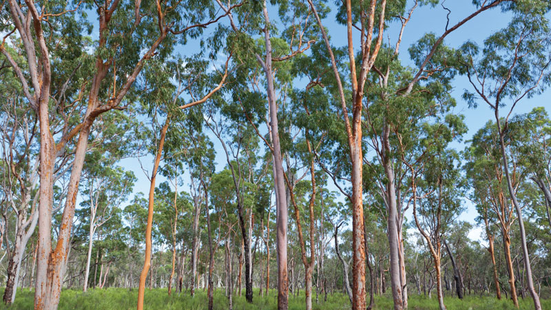 Pilliga forest, Pilliga National Park. Photo &copy; Rob Cleary