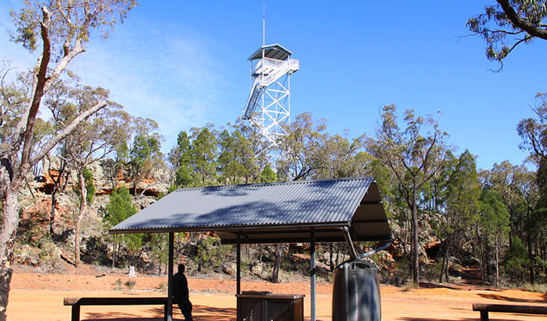 Pilliga Forest lookout tower in Timmallallie National Park. Photo: OEH