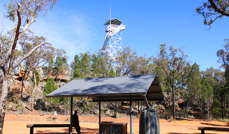 Pilliga Forest lookout tower in Timmallallie National Park. Photo: OEH