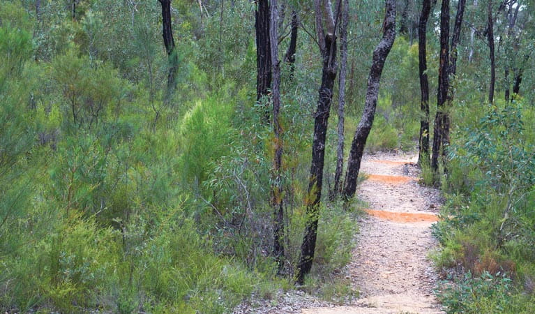Sculptures in the Scrub walking track. Photo: Rob Cleary