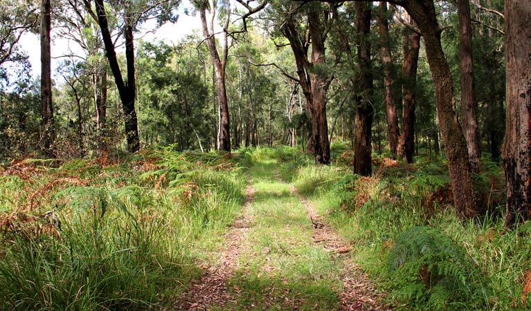 248 track, Popran National Park. Photo: John Yurasek