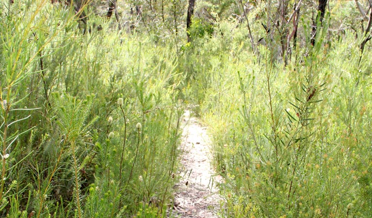 Track through the bush, Popran National Park. Photo: John Yurasek