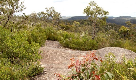 Rocks and shrubs in Popran National Park. Photo: John Yurasek