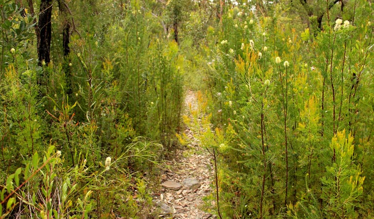 248 track and surrounding scrub. Photo: John Yurasek