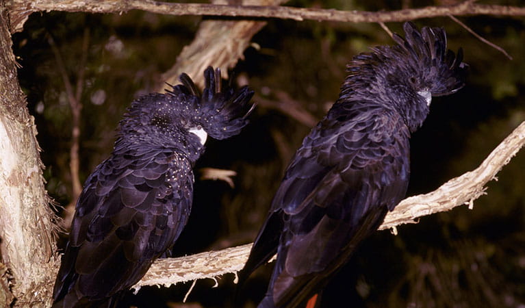 2 black cockatoos in a tree. Photo: Ken Stepnell &copy; DPIE