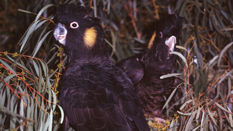 Black cockatoos. Photo: K Stepnell