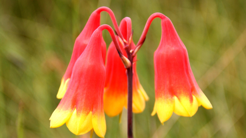 Christmas bells along Emerald Pool loop in Popran National Park. Photo: John Yurasek &copy; DPIE