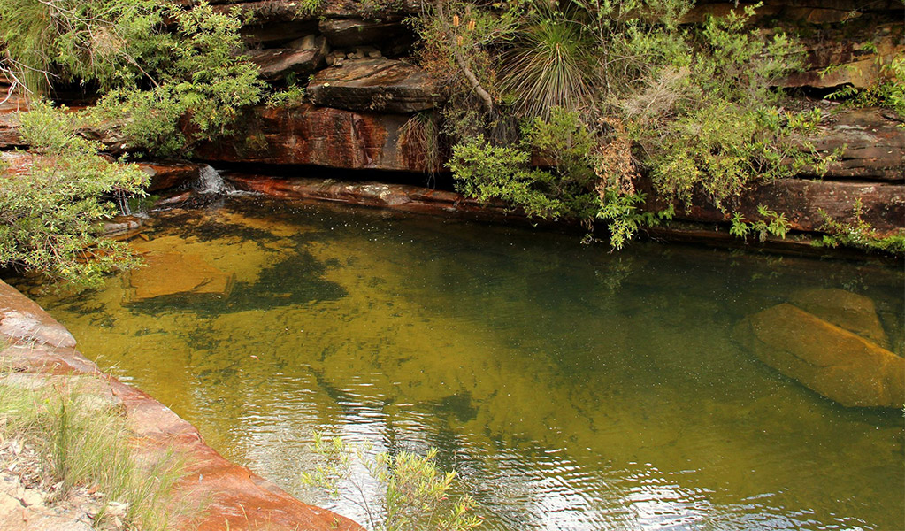 Emerald Pool surrounded by lush greenery in Popran National Park. Photo: John Yurasek &copy; OEH