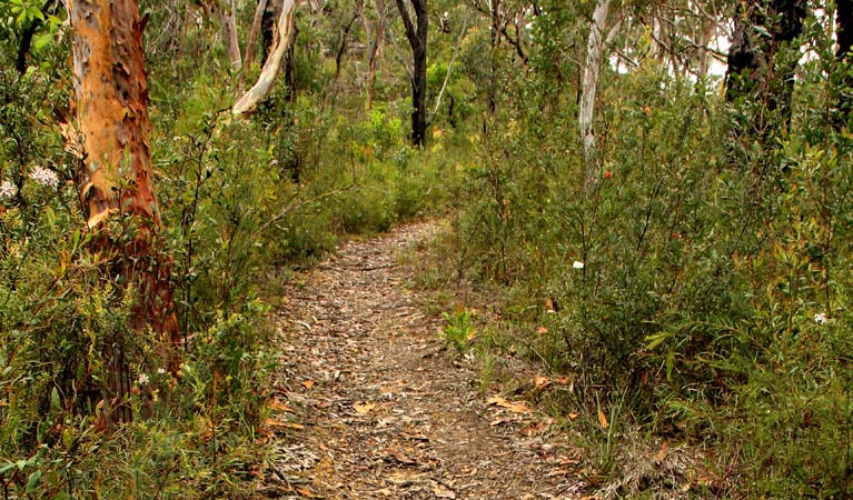 Mount Olive trail, Popran National Park. Photo: John Yurasek