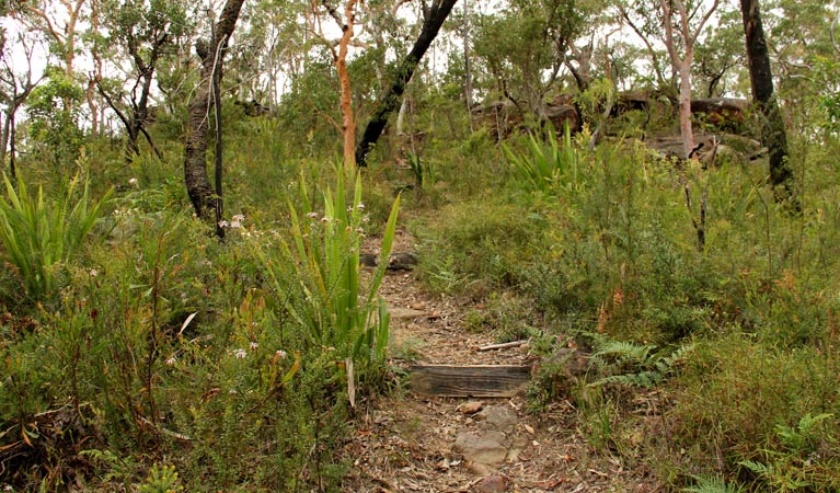 Mount Olive trail, Popran National Park. Photo: John Yurasek