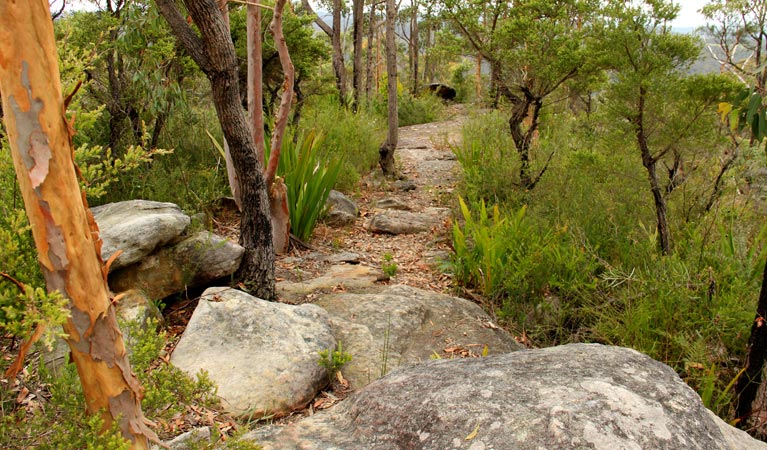 Mount Olive trail, Popran National Park. Photo: John Yurasek