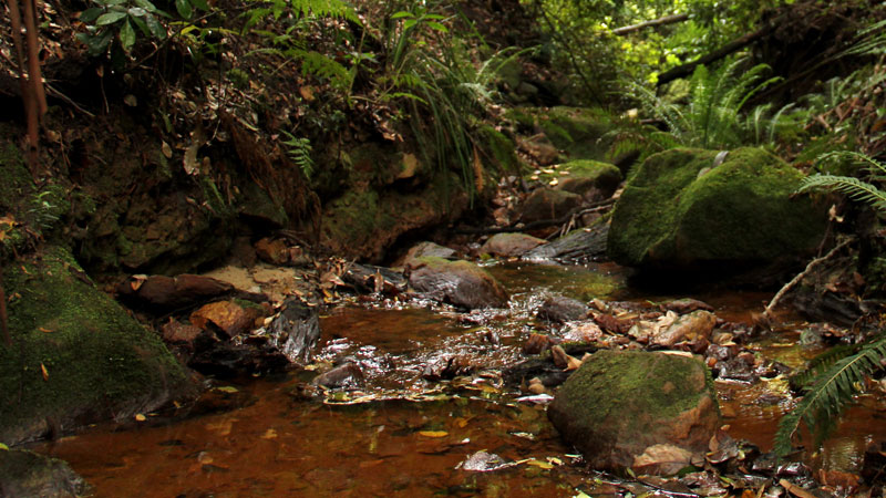 Popran creek. Photo: John Yurasek &copy; DPIE