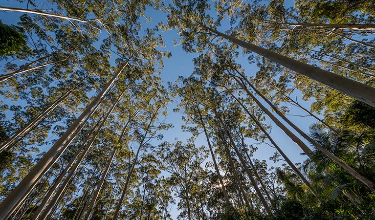 Queens Lake Nature Reserve. Photo: John Spencer &copy; DPIE