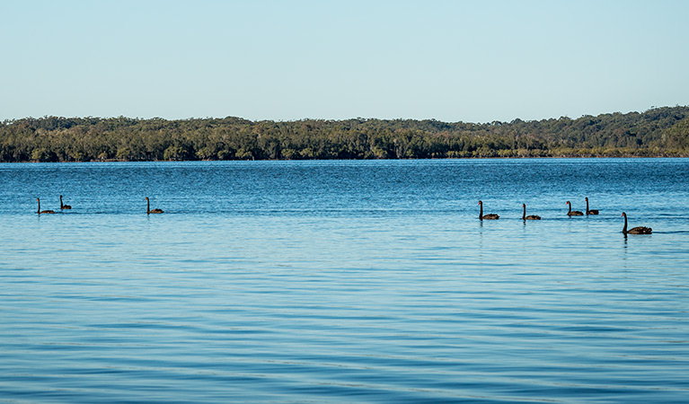 Queens Lake Nature Reserve. Photo: John Spencer &copy; DPIE