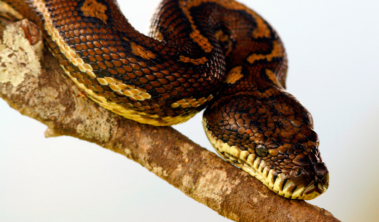 Carpet Python, Richmond Range National Park. Photo: N Gambold/NSW Government