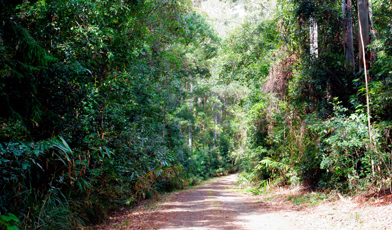 Cambridge Plateau Scenic Drive, Richmond Range National Park. Photo: J Atkins/NSW Government