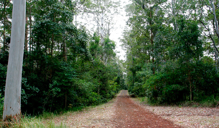 Cambridge Plateau Scenic Drive, Richmond Range National Park. Photo: J Atkins/NSW Government