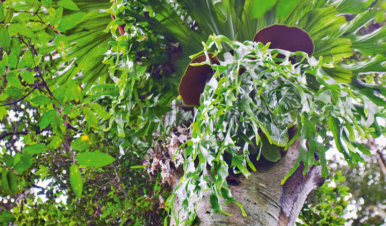 Birds Nest Fern, Richmond Range National Park. Photo: T Worden, NSW Government