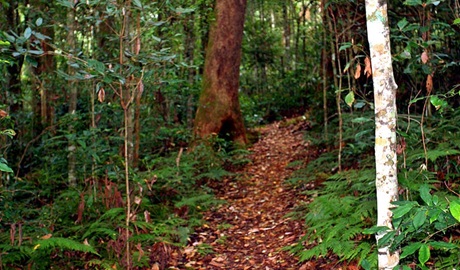 Culmaran Loop, Richmond Range National Park. Photo &copy; Jenny Atkins