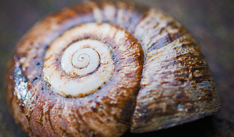 Rainforest Snail, Culmaran Loop, Richmond Range National Park. Photo: T Worden