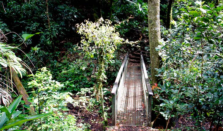 Culmaran Valley Track, Richmond Range National Park. Photo &copy; Jenny Atkins