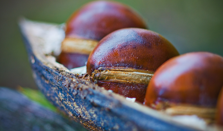 Black Bean Seeds, Richmond Range National Park. Photo: T Worden