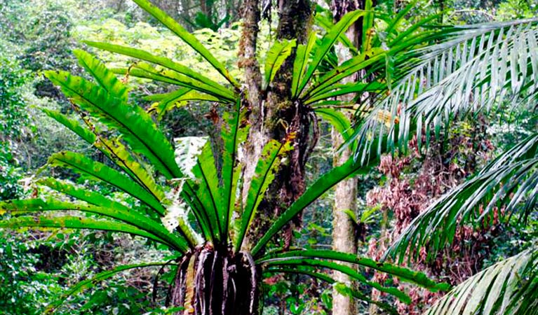 Epiphytes, Richmond Range National Park. Photo &copy; Jenny Atkins