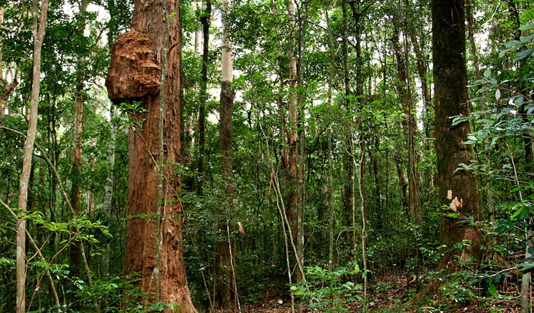 Culmaran Loop, Richmond Range National Park. Photo: J Atkins/NSW Government