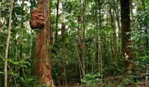 Culmaran Loop, Richmond Range National Park. Photo: J Atkins/NSW Government