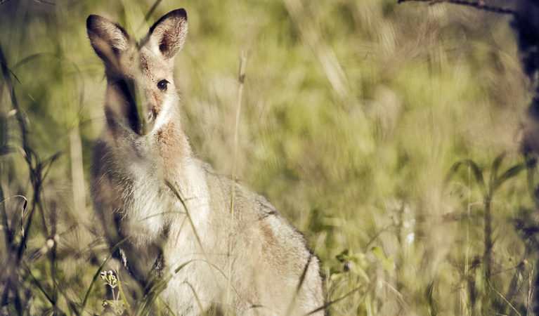 Red-necked Wallabies, Richmond Range National Park. Photo: T Worden/NSW Government