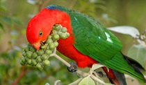 King Parrot, Richmond Range National Park. Photo: N Gambold/NSW Government