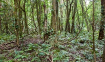 Robertson Nature Reserve. Photo: Michael van Ewijk &copy; DPIE