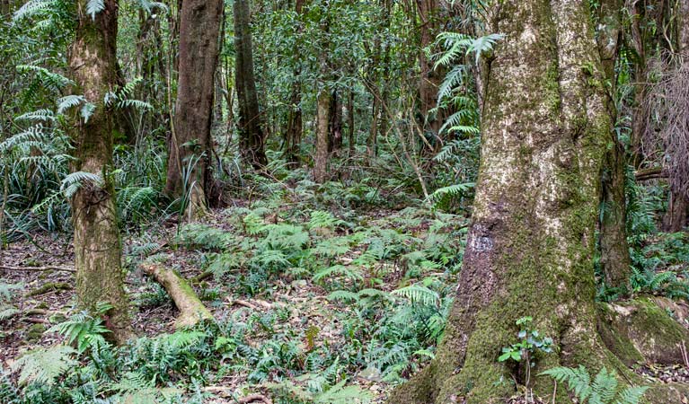 Robertson Nature Reserve. Photo: Michael van Ewijk &copy; DPIE